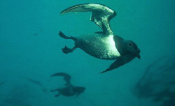 A pair of Diving Guillimots, off St. Abbs Head Scotland. ... by Mike Clark 